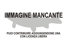 Immagine di Seriola fasciata mancante