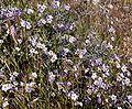 Phacelia fremontii