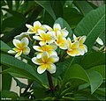 Plumeria rubra พบใน ประเทศอิสราเอล