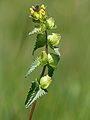 Rhinanthus minor : inflorescence