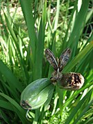 Cápsulas de uma Iridaceae com deiscência loculicida (o fruto abre pela aparede do ovários de cada carpelo, permitindo a saída das sememntes diretamente do lóculo).