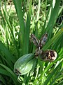 Iridaceae capsules have loculicidal dehiscence; the fruit splits through the ovary wall of each carpel, allowing the seeds to exit directly from the locule