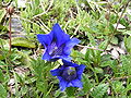 sentiga genciano Gentiana acaulis