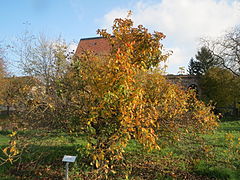 Arbre en automne.