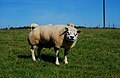 Bélier Texel (type belge/hollandais) âgé de deux ans.