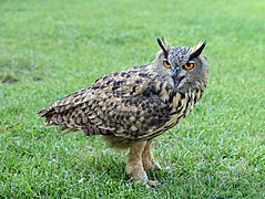 Bubo bubo (Strigiformes).