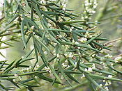 Colletia atrox