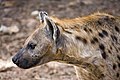 Image 8A Spotted Hyena (Crocuta crocuta) in the Abuko Nature Reserve in The Gambia