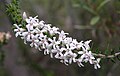 Epacris pulchella