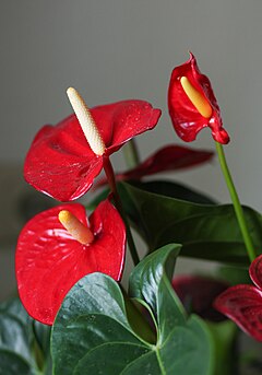 Anthurium andraeanum