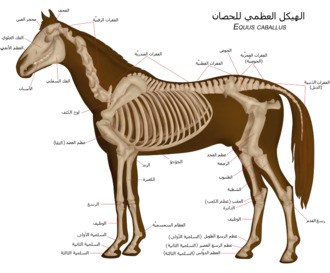 تشريح الهيكل العظمي للفرس