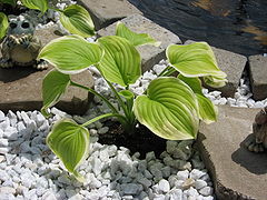 Hosta.