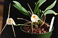 Masdevallia constricta