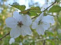 Prunus incisa witte bloesems met vijf kroonblaadjes