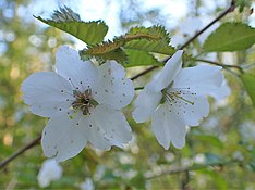 Prunus incisa witte bloesems met vijf blaadjes