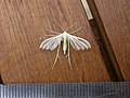 Pterophorus albidus[7]