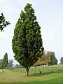 Fastigiate English Oak Quercus robur 'Fastigiata', Knightshayes Court.