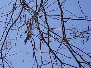 Branches in winter