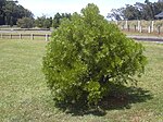 Afrocarpus gracilior (på Maui).