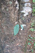 A fig seedling with thread-like roots on an unknown host