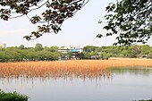 Shinobazu Pond