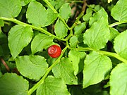 果実は液果で鮮紅色に熟す。