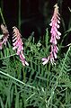 Vicia cracca var. tenuifolia