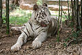 White tiger