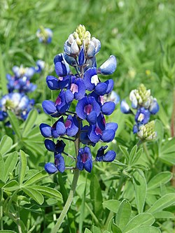 Lupinus texensis