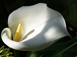 Kalla (Zantedeschia)