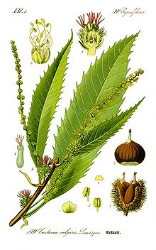 Harilik kastanipuu Castanea sativa