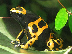 Dendrobates leucomelas