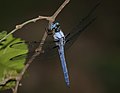 Libellula vibrans