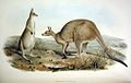 Macropus giganteus ab Ioanne Gould pictus