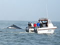 Watching humpback whale in Walvis Bay