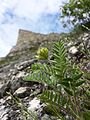 Felssteppe mit dem in Österreich stark gefährdeten[5] Steppen-Spitzkiel (Oxytropis pilosa). Im Hintergrund eine Mauer der Burgruine.