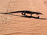 In Australia's Red Centre