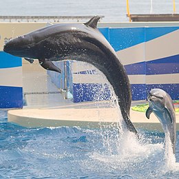 Kis kardszárnyúdelfin (a nagyobbik) fogságban, egy másik delfinfaj társaságában