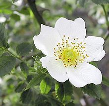 Rosa arvensis 1.jpg