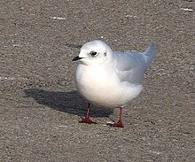 A Ross's gull