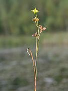 Scheuchzeria palustris (Scheuchzeriaceae)