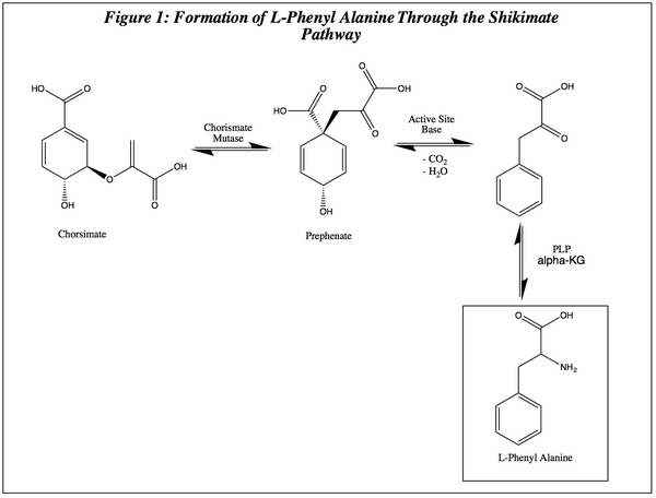 Shikimate Pathway