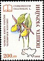 Башмачок настоящий (Cypripedium calceolus)