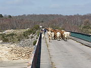 Vacas pola ponte sobre o Salas.