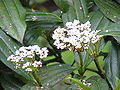 Viburnum davidii