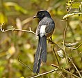 White-rumped shama at Manas National Park, Assam, India