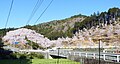 左側は現在の桜園、右側は新たに植えて育てている桜園