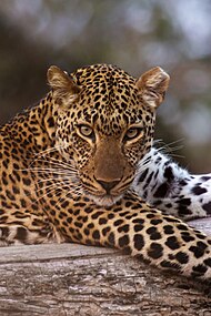 Portrait de léopard, dans le South Luangwa National Park (en), en Zambie. Août 2015.