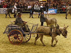 Rubens du Colombier, âne de provence, présenté attelé au salon international de l'agriculture 2013 à Paris.