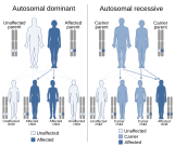 Autosomal dominant and recessive inheritance